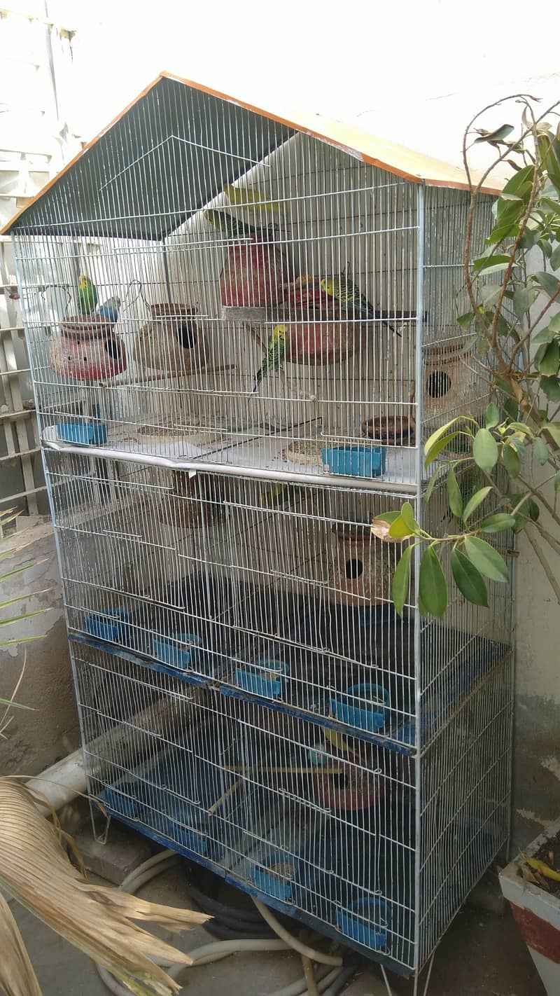 Australian parrots with breeder TCB HoGo Splits Iron 5 portions Cage 3