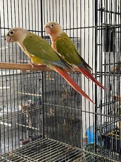 Pineapple Conure Breeder pairs for Sale