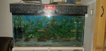 4 ft aquariums