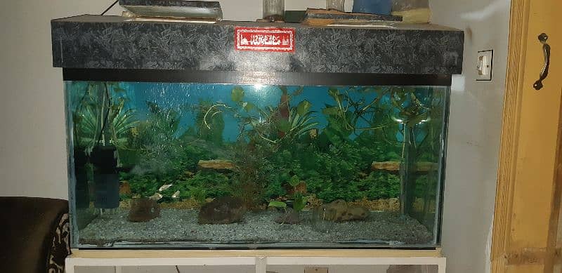 Shipping hifin Fishes and 4 ft aquariums 5