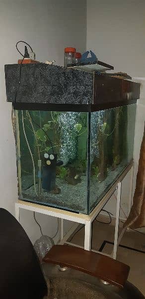 Shipping hifin Fishes and 4 ft aquariums 6