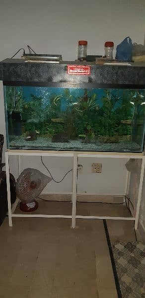 Shipping hifin Fishes and 4 ft aquariums 8