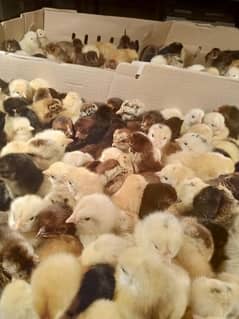 Golden misri one day chicks available