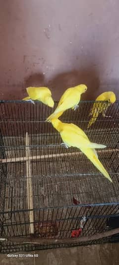 yellow for sale full healthy active ph#03/21/63/02/00/9 msg for video