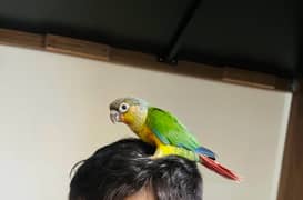 Yellow sided conure pair 0