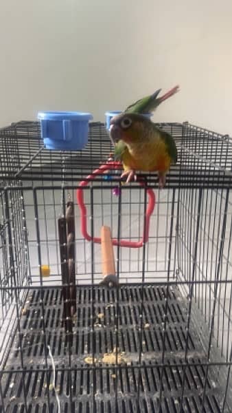 Yellow sided conure pair 1