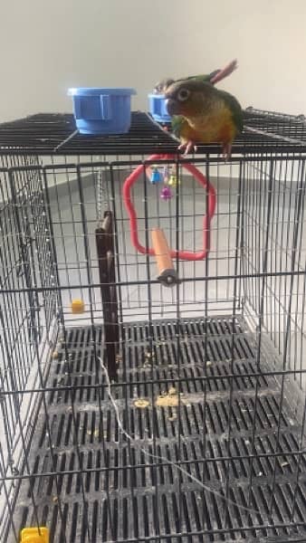 Yellow sided conure pair 2