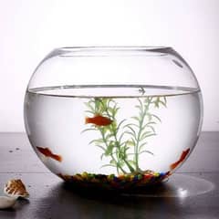Aquarium | Round Fish Tanks