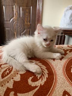 2 months cat Persian female