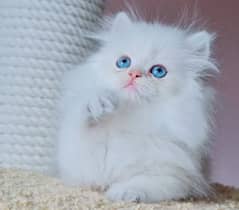 punch face kitten/ Persian kitten / triple coat/ Persian cat