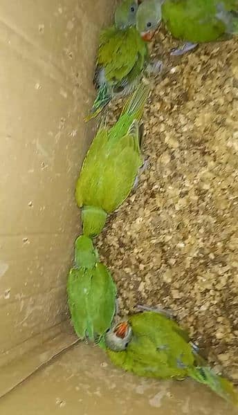Green Ringneck Parrot Chicks 0