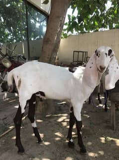bakray For Sale  / Qurbani /sheep /Chatray for sale