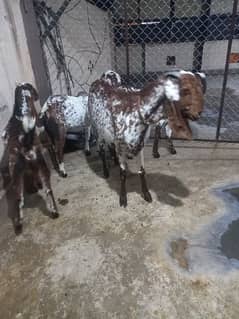 Makhi chini . 4 goat for sale . 1male 3 female