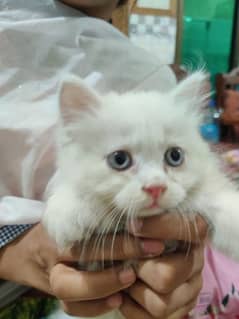 Persian cat male for sale Age 2 months