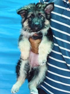 German Shepherd puppies / long coat puppy / puppy for sale