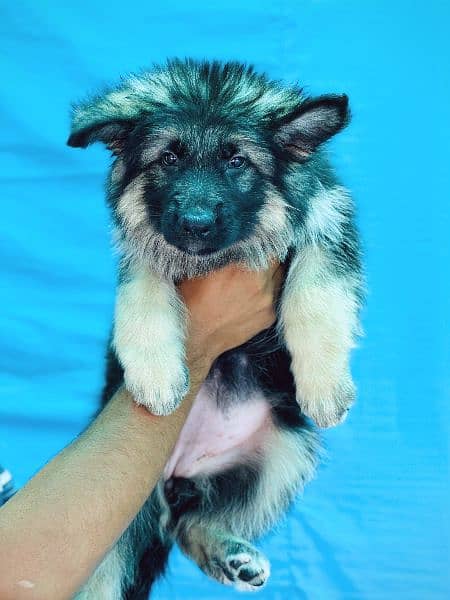German Shepherd puppies / long coat puppy / puppy for sale 1