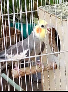 Cockatiel parrot pair