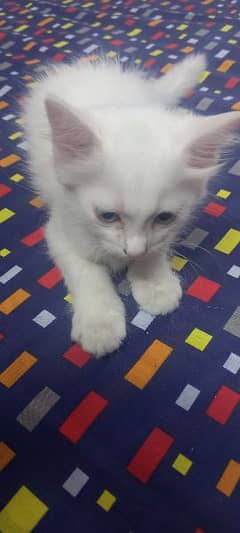 male triple coated Persian kitten