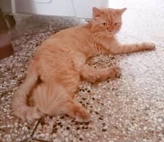 Male Persian cat for adoption