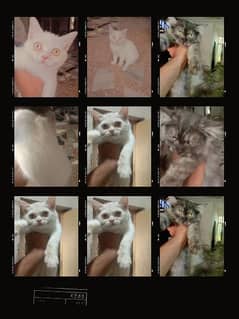 /Persian Cats available cut cat's 03150334492 contact