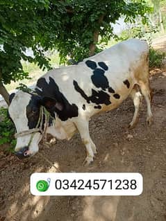 Most beautiful cow for Qurbani
