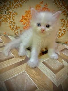Cat / Kitten / Persian / Double / Tripple / Cute Cat / Punch