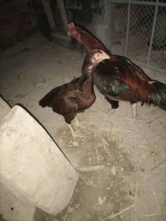2 aseel hens for sale pure aseel
