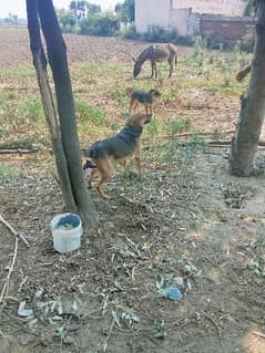 Dogs joraa 2 dogs pista galader for sell