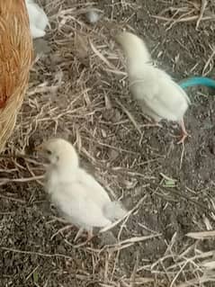 Hein with aseel Heera chick pure white noke nali 5 chicks with hen