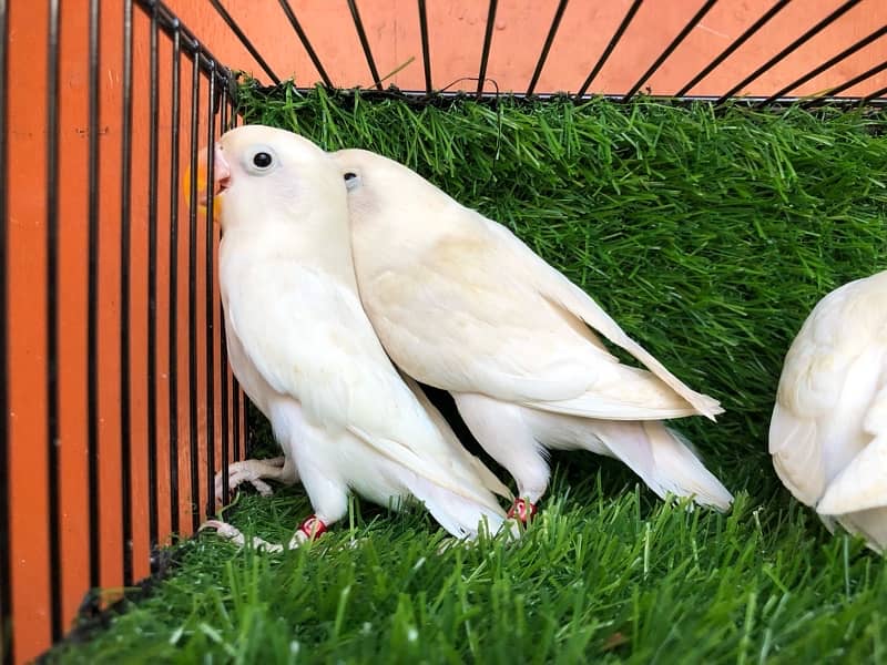 Albino Blackeye 0