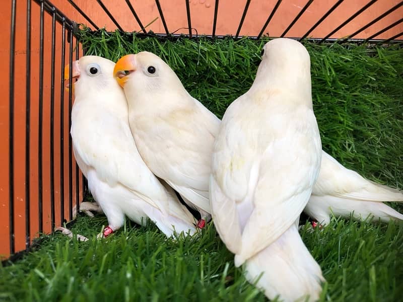 Albino Blackeye 1