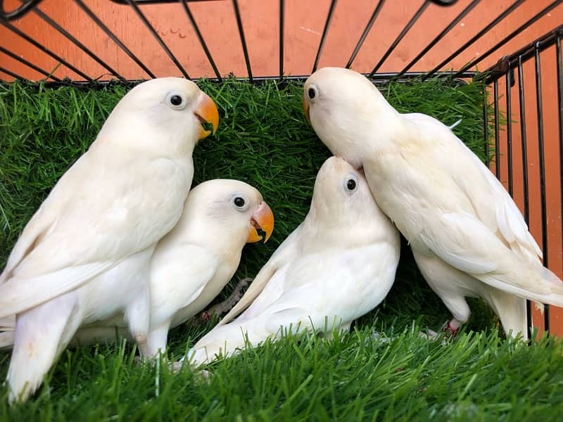 Albino Blackeye 2