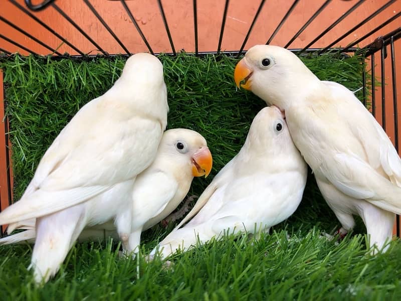 Albino Blackeye 3