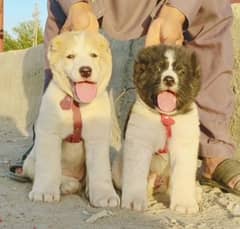 King alabai puppies pair security dog's for sale cargo available