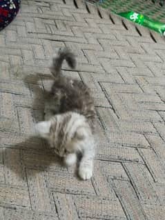 persian cat for sale / cats