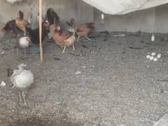 egg lying hens for sale 0332.6362614