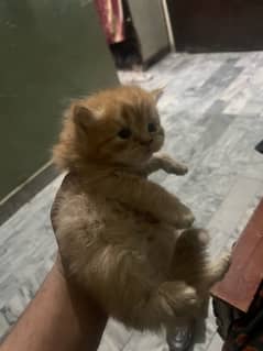 persian cat 1 month ka hy male female dono hy