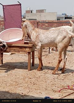 Desi Bakray | Goat For Sale | Rajanpuri Bakray 304 3374182View number