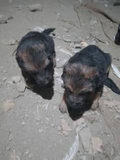 German shepherd puppies available for sale
