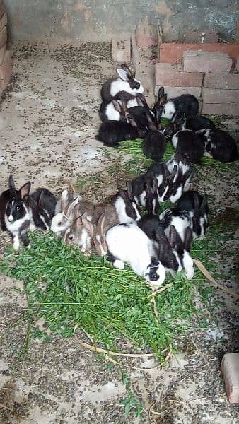 Rabbits Available babies 2
