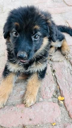 Pure german shepherd pup 55days