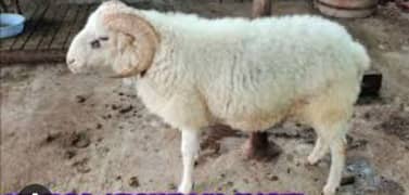 Eid gift goat and sheep menda