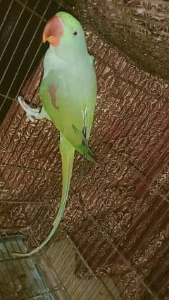 raw parrot 2 year age  female