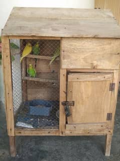 Bajri parrots for sale with cage