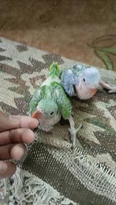Lovebirds parrot Green baby Bolnay walay ring bird Chicks read add