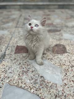 white Persian semi-punch face odd eyes kitten