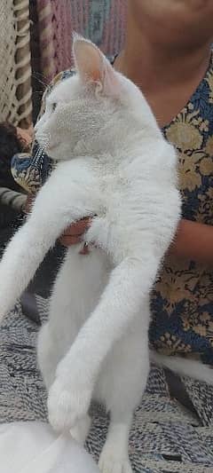 beautiful white young cat