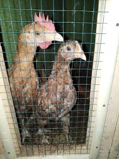Hens pair for sale