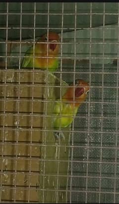 3 breader pair with cage