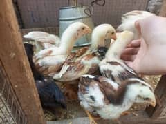 Aseel Chicks New Clutch Healthy and Active Chicks For Sale